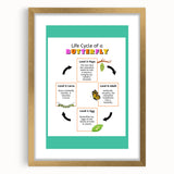 Kids Educational Wall Art - Life Cycle of a Butterfly Poster