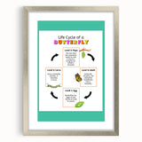 Kids Educational Wall Art - Life Cycle of a Butterfly Poster
