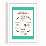 Kids Educational Wall Art - Life Cycle of a Butterfly Poster