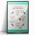 Kids Educational Wall Art - Life Cycle of a Butterfly Poster