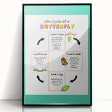 Kids Educational Wall Art - Life Cycle of a Butterfly Poster