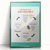 Kids Educational Wall Art - Life Cycle of a Butterfly Poster