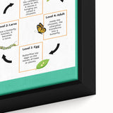 Kids Educational Wall Art - Life Cycle of a Butterfly Poster