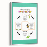 Kids Educational Wall Art - Life Cycle of a Butterfly Poster
