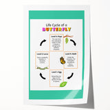 Kids Educational Wall Art - Life Cycle of a Butterfly Poster