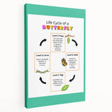 Kids Educational Wall Art - Life Cycle of a Butterfly Poster