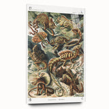 Lacertilia Modern Wall Art – Intricate Natural History Decor