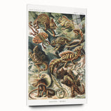Lacertilia Modern Wall Art – Intricate Natural History Decor