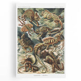 Lacertilia Modern Wall Art – Intricate Natural History Decor