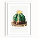 Romanticism Art: Bishop’s Cap Cactus Illustration Canvas Print