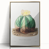 Romanticism Art: Bishop’s Cap Cactus Illustration Canvas Print