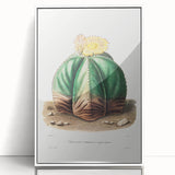 Romanticism Art: Bishop’s Cap Cactus Illustration Canvas Print