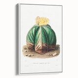 Romanticism Art: Bishop’s Cap Cactus Illustration Canvas Print