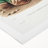 Romanticism Art: Bishop’s Cap Cactus Illustration Canvas Print