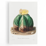 Romanticism Art: Bishop’s Cap Cactus Illustration Canvas Print