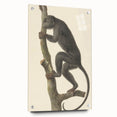 Vintage Realism Monkey Print | Zwarte Brulaap by Pieter Pietersz Barbiers