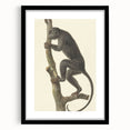 Vintage Realism Monkey Print | Zwarte Brulaap by Pieter Pietersz Barbiers