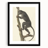 Vintage Realism Monkey Print | Zwarte Brulaap by Pieter Pietersz Barbiers