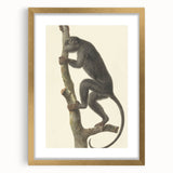 Vintage Realism Monkey Print | Zwarte Brulaap by Pieter Pietersz Barbiers