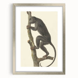 Vintage Realism Monkey Print | Zwarte Brulaap by Pieter Pietersz Barbiers