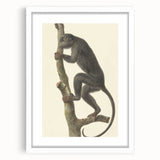 Vintage Realism Monkey Print | Zwarte Brulaap by Pieter Pietersz Barbiers