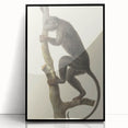 Vintage Realism Monkey Print | Zwarte Brulaap by Pieter Pietersz Barbiers