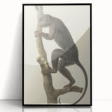 Vintage Realism Monkey Print | Zwarte Brulaap by Pieter Pietersz Barbiers