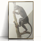 Vintage Realism Monkey Print | Zwarte Brulaap by Pieter Pietersz Barbiers