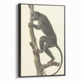 Vintage Realism Monkey Print | Zwarte Brulaap by Pieter Pietersz Barbiers