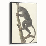 Vintage Realism Monkey Print | Zwarte Brulaap by Pieter Pietersz Barbiers