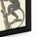 Vintage Realism Monkey Print | Zwarte Brulaap by Pieter Pietersz Barbiers