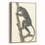 Vintage Realism Monkey Print | Zwarte Brulaap by Pieter Pietersz Barbiers