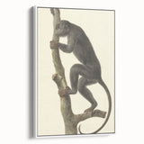 Vintage Realism Monkey Print | Zwarte Brulaap by Pieter Pietersz Barbiers