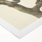 Vintage Realism Monkey Print | Zwarte Brulaap by Pieter Pietersz Barbiers