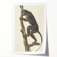 Vintage Realism Monkey Print | Zwarte Brulaap by Pieter Pietersz Barbiers