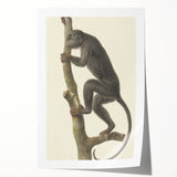 Vintage Realism Monkey Print | Zwarte Brulaap by Pieter Pietersz Barbiers