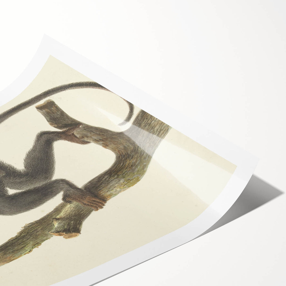 Vintage Realism Monkey Print | Zwarte Brulaap by Pieter Pietersz Barbiers