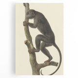 Vintage Realism Monkey Print | Zwarte Brulaap by Pieter Pietersz Barbiers