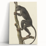 Vintage Realism Monkey Print | Zwarte Brulaap by Pieter Pietersz Barbiers