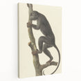 Vintage Realism Monkey Print | Zwarte Brulaap by Pieter Pietersz Barbiers