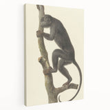 Vintage Realism Monkey Print | Zwarte Brulaap by Pieter Pietersz Barbiers