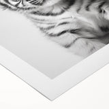 Adorable Tiger Cub Bathroom Wall Art - Fun Black and White Decor