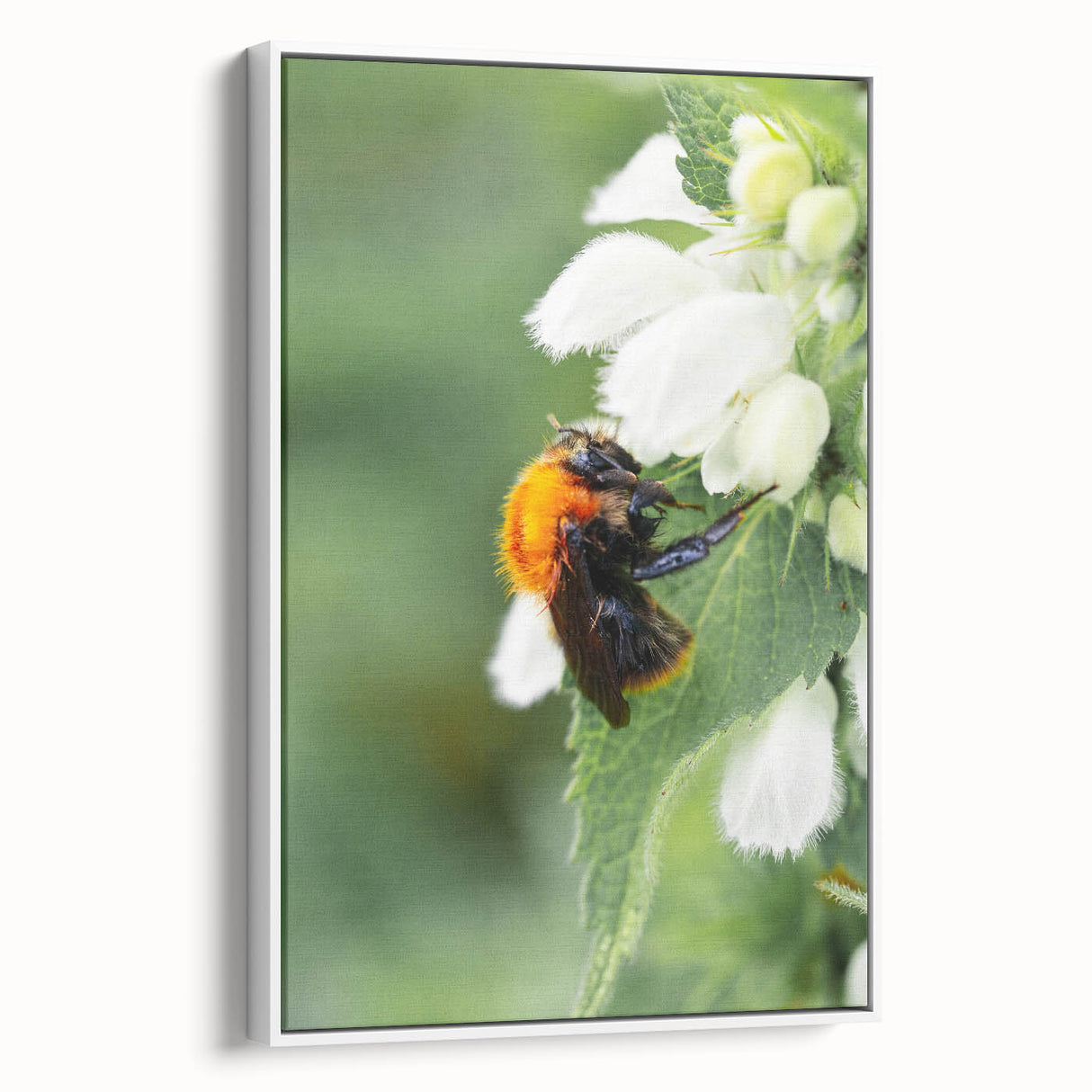 Extra large framed canvas featuring vintage poster art of colorful spring design on a black background.