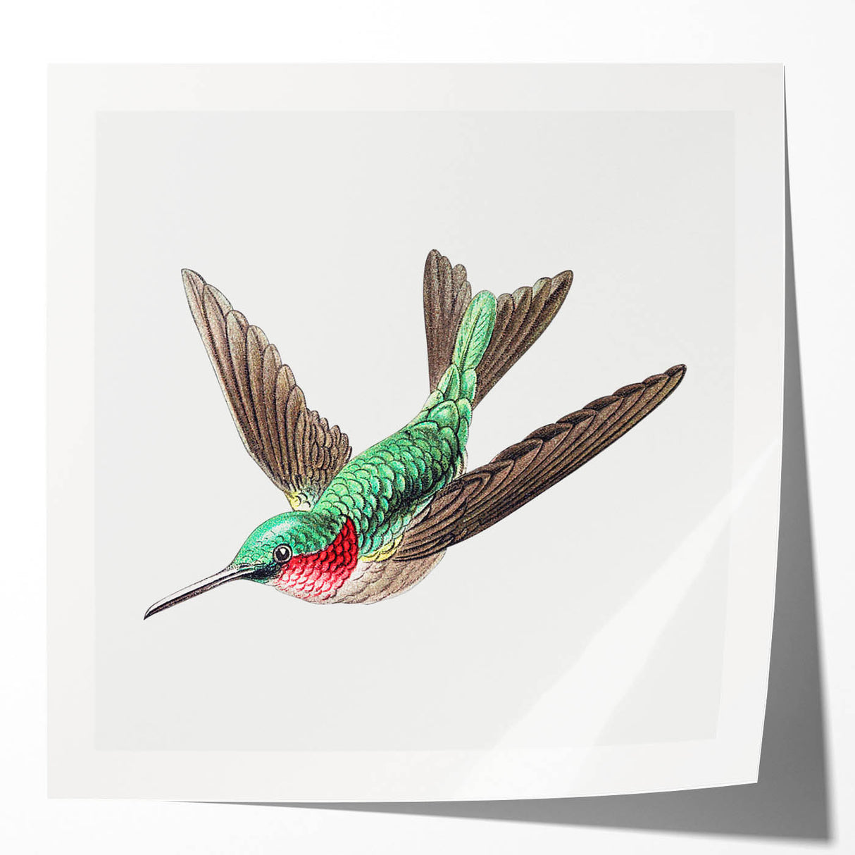 Modern Wall Art - Graceful Hummingbird Illustration with Vibrant Detail