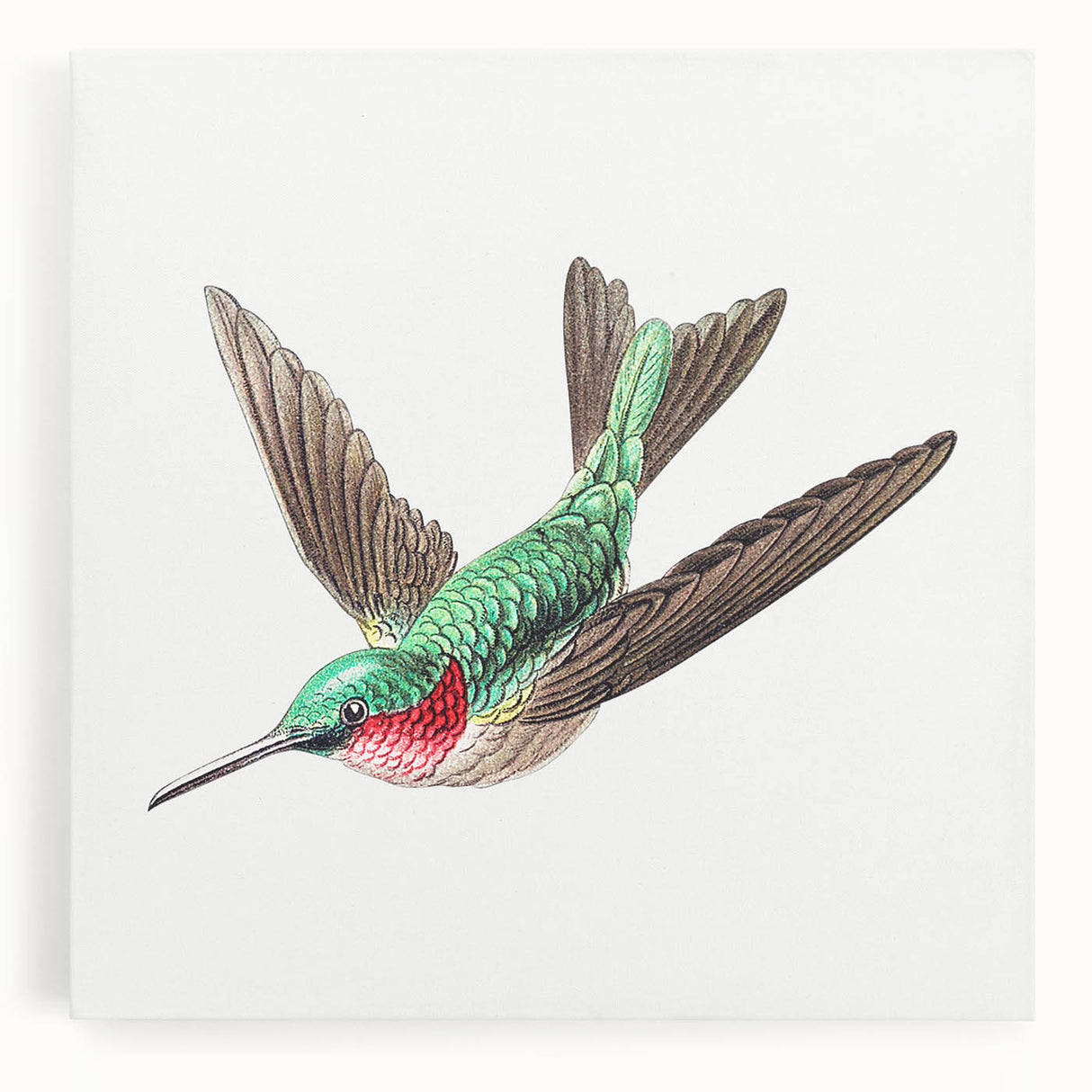 Modern Wall Art - Graceful Hummingbird Illustration with Vibrant Detail