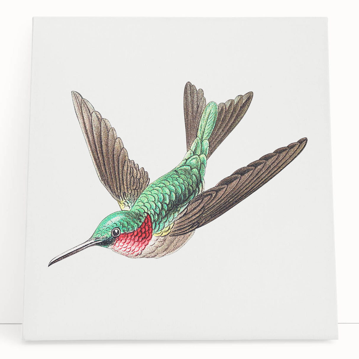 Modern Wall Art - Graceful Hummingbird Illustration with Vibrant Detail