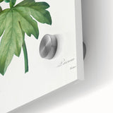 Neoclassical Art Print: Peony Flower - Elegant Botanical Wall Art