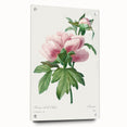 Neoclassical Art Print: Peony Flower - Elegant Botanical Wall Art