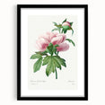 Neoclassical Art Print: Peony Flower - Elegant Botanical Wall Art