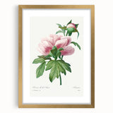 Neoclassical Art Print: Peony Flower - Elegant Botanical Wall Art